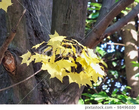 Beginning of yellow leaves of Japanese maple Beginning of yellow leaves of Japanese maple 98496880