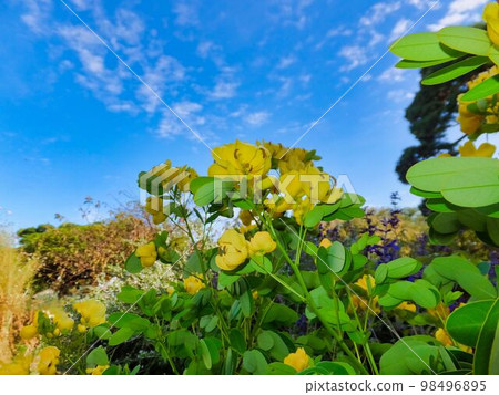 決明子花 決明子花 98496895