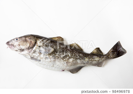 fresh cod fish 98496978