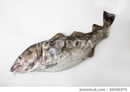 fresh cod fish 98496979