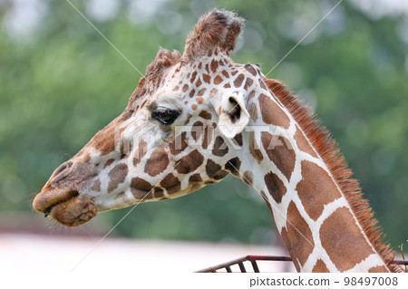 Reticulated giraffe 98497008