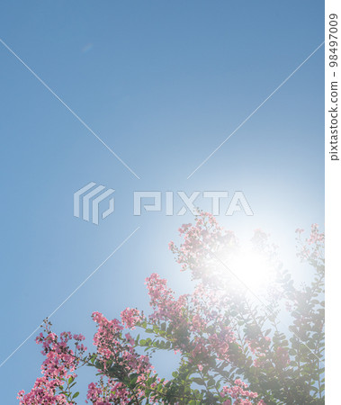 Crape myrtle flowers shining in the summer light 98497009