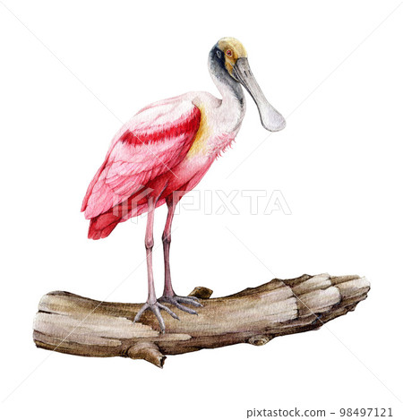 Spoonbill bird watercolor illustration. Hand drawn realistic Roseate spoonbill element. Platalea ajaja America native avian. Beautiful tropical bright bird on white background 98497121
