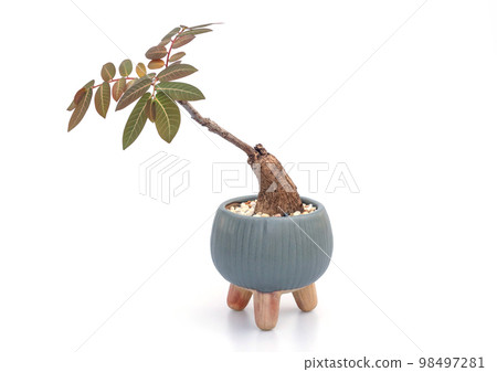 Phyllanthus mirabilis plant in a little pot on a white background. 98497281