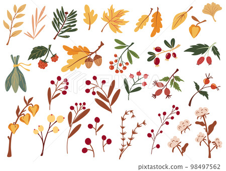 Autumn leaves and berries. Big set of various autumn leaves twigs berries and dried flowers. Hand Drawn Cartoon Vector illustration isolated on white background Autumn leaves and berries. Big set of various autumn leaves twigs berries and dried flowers. Hand Drawn Cartoon Vector illustration isolated on white background 98497562