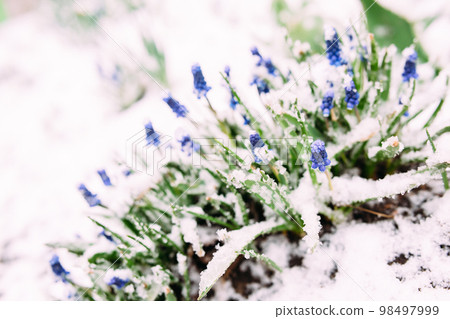 First Blue Grape Hyacinth. Flowers Muscari in spring garden under snow. First Blue Grape Hyacinth. Flowers Muscari in spring garden under snow. 98497999