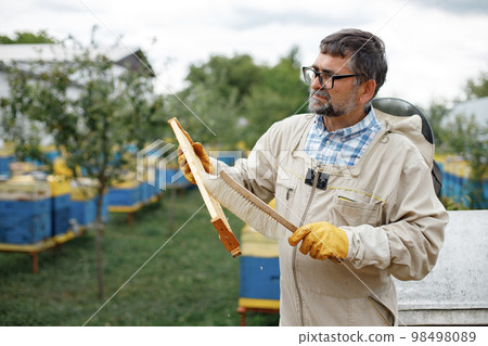 Beekeeper removing honeycomb frame from beehive. Farmer wearing bee suit working with honeycomb in apiary. Process of harvesting honey from wooden beehive outdoors. 98498089