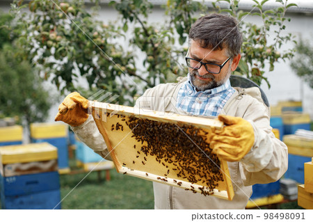 Beekeeper removing honeycomb frame from beehive. Farmer wearing bee suit working with honeycomb in apiary. Process of harvesting honey from wooden beehive outdoors. 98498091
