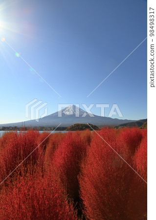 Kochia at Oishi Park in Lake Kawaguchi in Autumn (November / Fujikawaguchiko Town) Kochia at Oishi Park in Lake Kawaguchi in Autumn (November / Fujikawaguchiko Town) 98498317