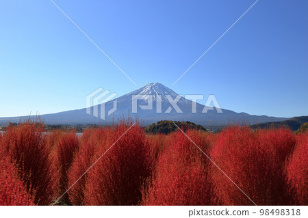 秋天的河口湖大石公園地膚(11月/富士河口湖町) 秋天的河口湖大石公園地膚(11月/富士河口湖町) 98498318