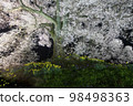 Wanizuka Cherry Blossom Night Illumination 98498363