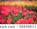 Tulip field 98498613
