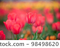 Tulip field 98498620