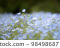 A single flower in a nemophila field in full bloom 98498687