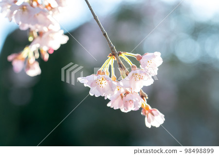逆光下鮮豔的櫻花 98498899