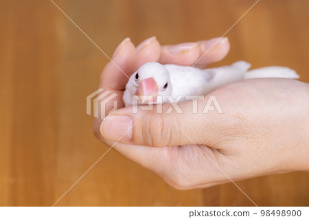 White sparrow chick held in hand White sparrow chick held in hand 98498900
