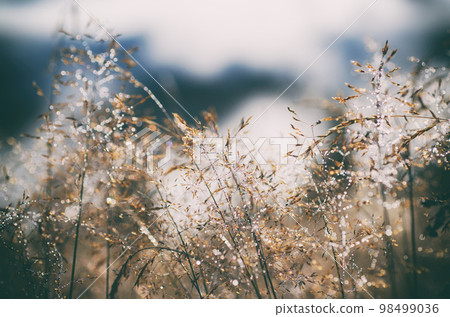 Morning beauty in the meadow 98499036