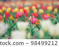Tulip field 98499212