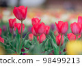 Tulip field 98499213