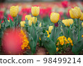 Tulip field 98499214