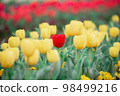 Tulip field 98499216