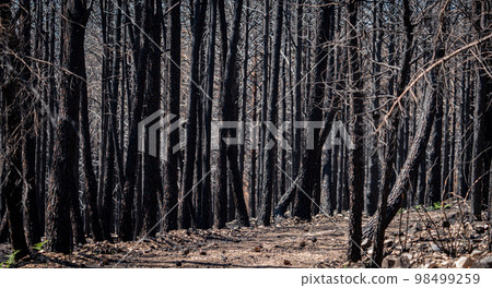 Burnt pine tree forest trunks, long shot 98499259
