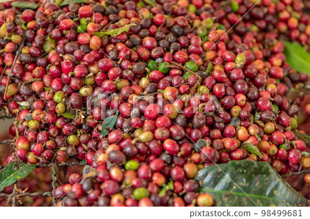 harvested ripe coffee fruits on a coffee farm 98499681