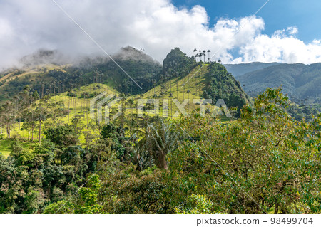 Cocora palm valley in Colombia in South America Cocora palm valley in Colombia in South America 98499704