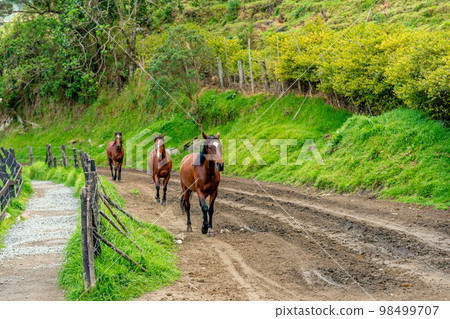 horses running on a dirt road horses running on a dirt road 98499707