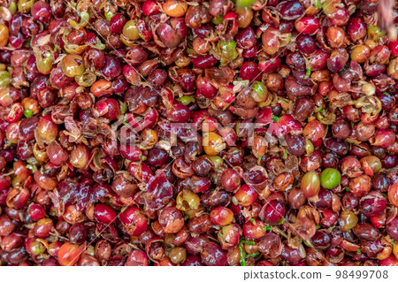 coffee bean husks on farm coffee bean husks on farm 98499708