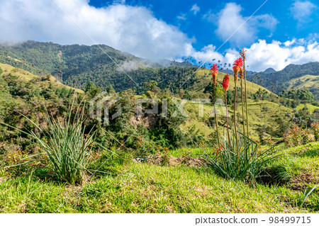 Cocora palm valley in Colombia in South America 98499715