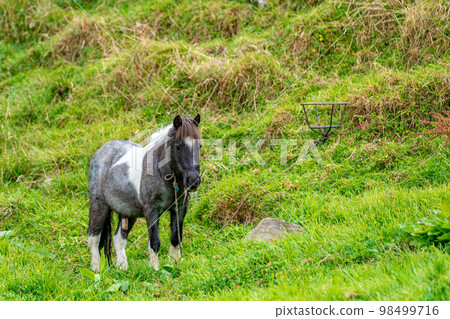 horse in the paddock on the farm 98499716