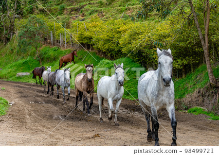 horses running on a dirt road horses running on a dirt road 98499721