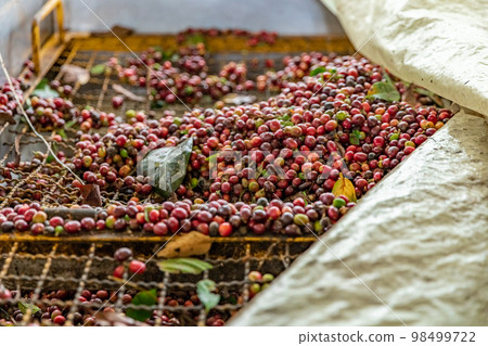 harvested ripe coffee fruits on a coffee farm harvested ripe coffee fruits on a coffee farm 98499722