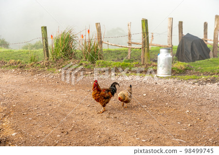 chickens in the farm yard, organic 98499745