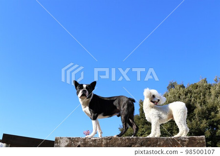 波士頓梗 Mighty 和玩具貴賓犬 Bailey 坐在藍天下的臥舖上,可愛地凝視著對方。 波士頓梗 Mighty 和玩具貴賓犬 Bailey 坐在藍天下的臥舖上,可愛地凝視著對方。 98500107