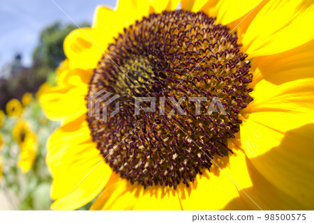 A close-up photo of a sunflower. The variety is Vincent Orange. 98500575
