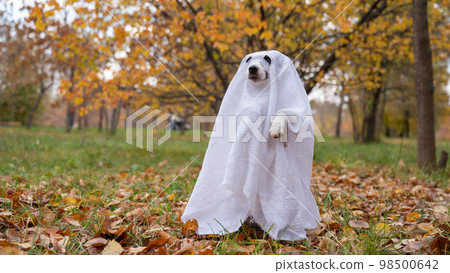 Jack Russell Terrier dog in a ghost costume in the autumn forest.  98500642