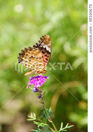 Butterflies and flowers 98500679