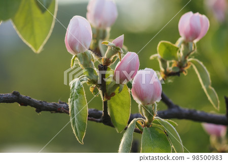 apple blossom closeup. tender flowers in morning light 98500983
