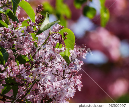 lilac blossom in front of a sakura background. spring has come lilac blossom in front of a sakura background. spring has come 98500997