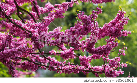blossoming redbud tree closeup. flowering background in the garden 98501001