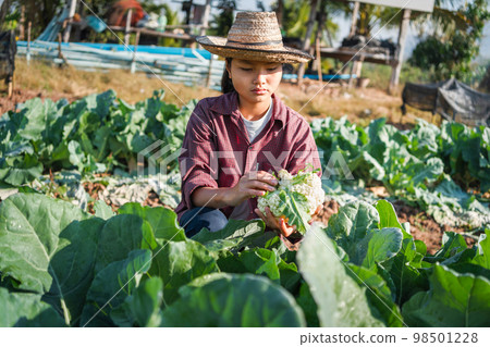 women picking vegetables in garden women picking vegetables in garden 98501228