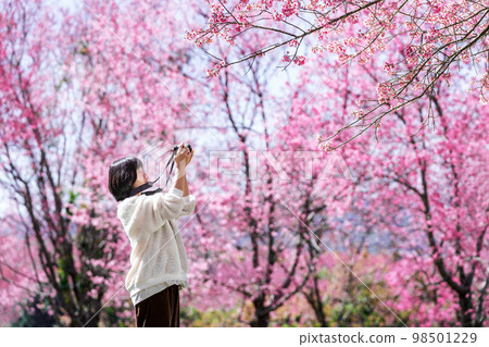 traveler woman taking photos of Wild Himalayan Cherry 98501229