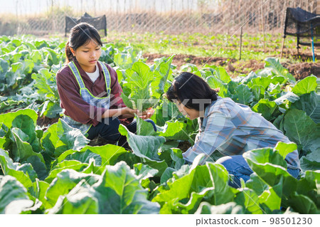 Two women picking vegetables in garden Two women picking vegetables in garden 98501230