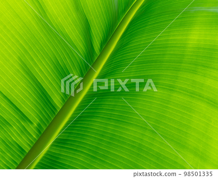 Closeup light green banana leaf. Green leaf of banana texture background. Green organic banana leaf pattern detail for spa or organic products wallpaper. Nature of tropical plant. Tropical plant. 98501335