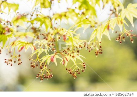 在雨中被淋濕的 Acer palmatum 的深紫色花,特寫 在雨中被淋濕的 Acer palmatum 的深紫色花,特寫 98502784