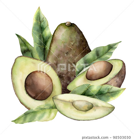 Watercolor summer card with avocado, leaves and slice. Hand painted tropical fruit and leaves isolated on white background. Floral elegant illustration for design, print, fabric or background. Watercolor summer card with avocado, leaves and slice. Hand painted tropical fruit and leaves isolated on white background. Floral elegant illustration for design, print, fabric or background. 98503030