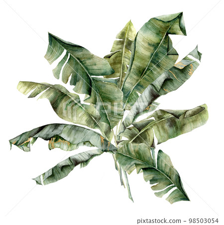 Watercolor tropical bouquet with banana leaves. Hand painted card with branches isolated on white background. Floral jungle illustration for design, print or background. Summer template. Watercolor tropical bouquet with banana leaves. Hand painted card with branches isolated on white background. Floral jungle illustration for design, print or background. Summer template. 98503054