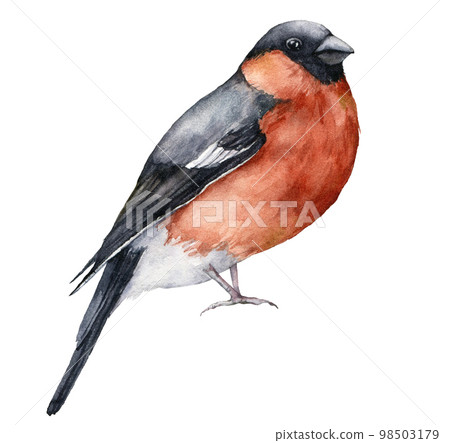 Watercolor Christmas card with bullfinch. Hand painted winter holidays bird isolated on white background. Wildlife illustration for design, print, fabric or background. Watercolor Christmas card with bullfinch. Hand painted winter holidays bird isolated on white background. Wildlife illustration for design, print, fabric or background. 98503179